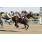10ma Golden Roman (Handicap Val D'Or) (9)