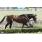 10ma Golden Roman (Handicap Val D'Or) (13)