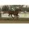 ARECO FOR SALE (6)
