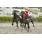BALOMPIE GP de Honor (G1)  (2)