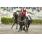 BALOMPIE GP de Honor (G1)  (3)