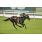 QUEEN LIZ Cl_sico Olavarria (G3) (12)
