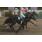 HOLLY WOMAN -CLÃSICO REPÃšBLICA DE PANAMÃ (G3)
