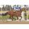 DISTINTO RYE - HANDICAP EQUALIZE