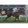 LA GAIA - HANDICAP LAGUNA BLANCA