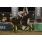ROYAL VISION - HANDICAP JUVENCIA