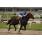 _DSC3780 (Copiar)
