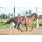 HANDICAP HIPÃ“DROMO DE LA PUNTA  (Copiar)