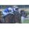 HANDICAP SORTEADO   (Copiar)
