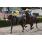 JJS_2402 (Copiar)