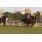 _00_9666 (Copiar)