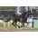 SAINT RUNNER - HANDICAP ALFONSO L