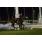 HANDICAP TURF  