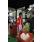 17-09-11 043 sin grup cop