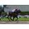tapa handicap selim