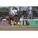 tapa handicap luck