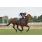 tapa handicap ringaro