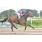 tapa handicap tiny