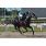 tapa handicap oreste