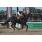 tapa handicap pure