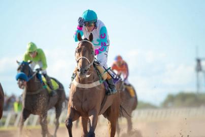 TAMARISCO CAT DIO LA SORPRESA