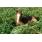 cria de LLoron Cat