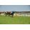 breeders5-11-11 033