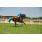 breeders5-11-11 035