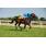 breeders5-11-11 036