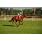 breeders5-11-11 069