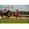 breeders5-11-11 088