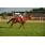 breeders5-11-11 070
