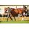 rematepasion15-12 113