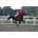 HARAS ARGENTINOS8.jpg