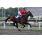 HARAS ARGENTINOS10.jpg