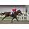 HARAS ARGENTINOS11.jpg