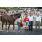 HARAS ARGENTINOS19.jpg