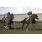 Allybar (IRE)