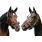 Rachel Alexandra vs Zenyatta.jpg