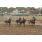 saratoga city 08-04 2.JPG