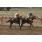 saratoga city 08-04 4.JPG