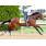 Lookin at Lucky (galope).jpg