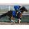 Rachel Alexandra.jpg