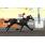 YOUÂ´RE THE KING - ESPECIAL CLUB HIPICO DE SANTIAGO DE CHILE