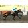 BLASE ROSE - HANDICAP BOROBETA