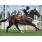 GUANAY - CLASICO OMNIUM (L)
