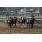 establecido2 4-5.JPG