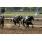 establecido3 4-5.JPG