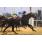 07Âº 7 Macho Star (6)