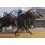 07Âº 7 Macho Star (3)
